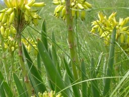 Aloe kraussii flowers